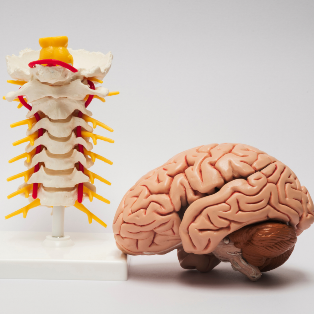 How Can Chiropractic Treatment Help Me?